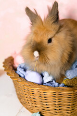 A live Easter Bunny sitting in a wicker basket with painted eggs on pink background. Toned image....