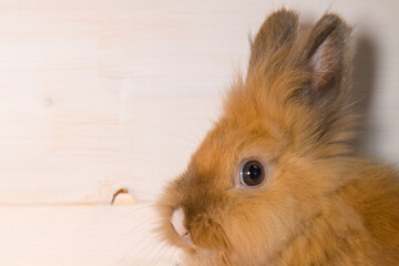 A live Easter bunny rabbit on a beige wooden background, close up. Easter holiday concept. Toned image. Copy space