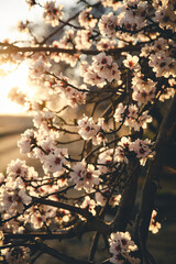 Almond Orchard Full Bloom