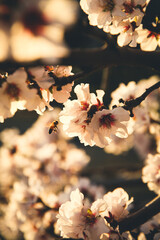 Almond Orchard Full Bloom