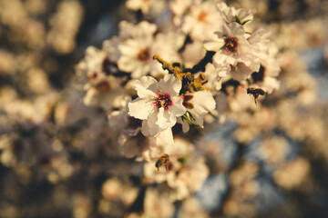 Almond Orchard Full Bloom