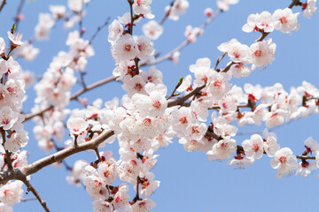Spring flowers sprouting texture background.