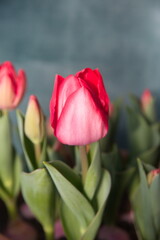 Tulips " Darwin hybrid Van Eijk" , red - pink flower