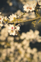 Almond Orchard Full Bloom