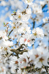 Almond Orchard Full Bloom