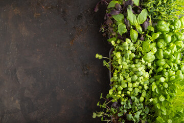 Set of boxes with microgreen sprouts of purple and green basil, sunflower, radish, on gray concrete background. Top view, copy space.