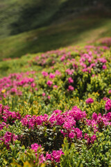 Obraz premium Pink rhododendron flowers on summer mountain. Carpathian mountains, Ukraine, Europe. Discover the beauty of earth. Tourism concept