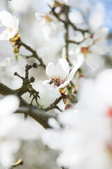 Almond Orchard Full Bloom
