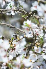 Almond Orchard Full Bloom