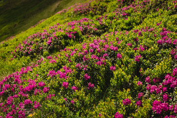 Pink rhododendron flowers on summer mountain. Carpathian mountains, Ukraine, Europe. Discover the beauty of earth. Tourism concept