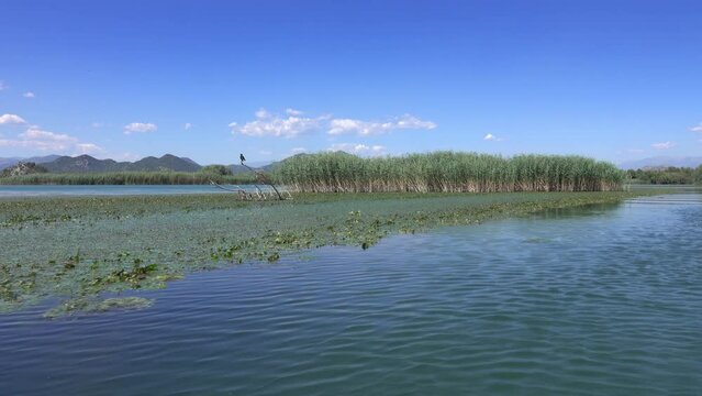 View from moving boat on the famous Lake Skadar in Montenegro, 4k