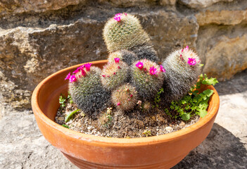Mammillaria cactus in bloom in a ceramic flowerpot