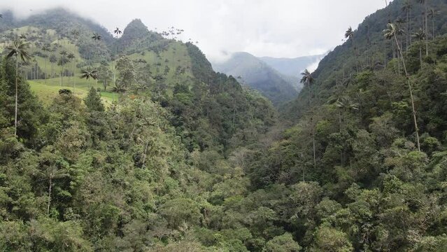 Hermosas monta&ntilde;as con arboles y palmas.