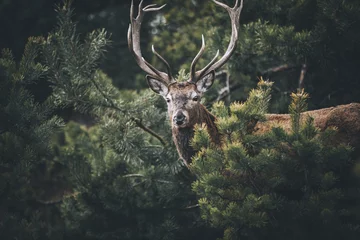  herten in het bos © William