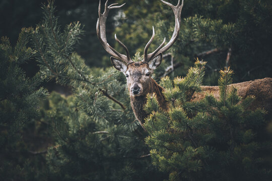 Hirsch im Wald