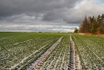 Fototapeta na wymiar A field with sprouted winter crop on a snowy winter day