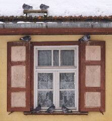 Pigeons are sitting by the window and shutters