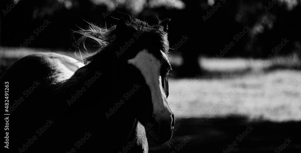 Wall mural mare horse running in low key lighting for speed concept. - Wall murals