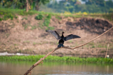 Birds