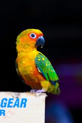 parrot on a branch