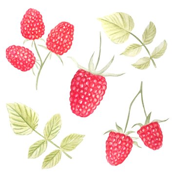 Hand drawn watercolor illustration set of raspberry elements on white background.