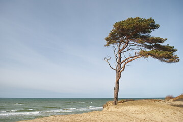 Pine in beach, sunny day, Staldzene, Latvia.