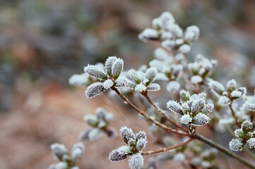 Hoarfrosted azalea plants in winter garden, bokeh garden background.