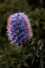 flower of a thistle