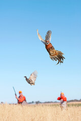 Two male adult (upland game) pheasant hunters. Shooting at a flying ring-necked rooster pheasant.