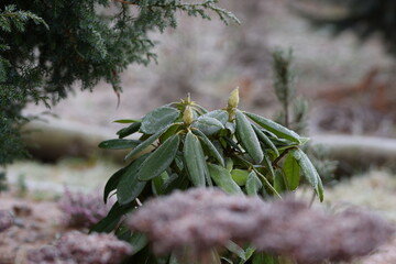 Rhododendron plant in winter garden. - obrazy, fototapety, plakaty