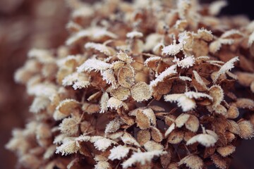 Frosted dry hydrangea flowers closeup, winter hortensia flowers macro, bokeh beige background.