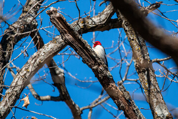 Red-Headed Woodpecker Looking For Food