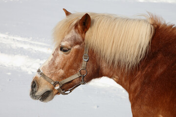 Pferd / Horse / Equus caballus