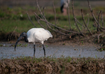 kingfisher on branch