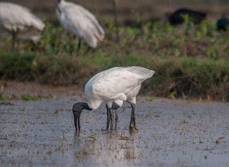kingfisher on branch