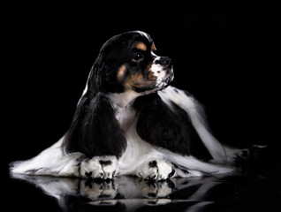  Portrait of a  black and white purebred American Cocker Spaniel