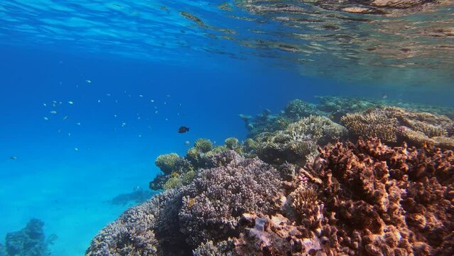 Many fish swim among corals in the Red Sea, Egypt, 4k