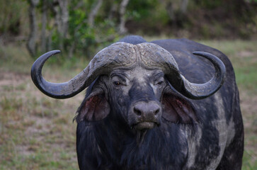 Black buffalo in the savannah, Kenya, Africa