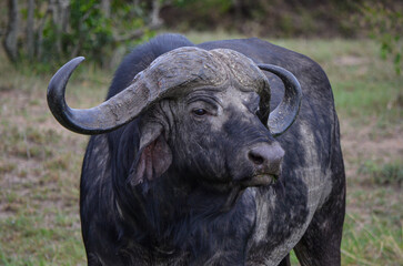 Black buffalo in the savannah, Kenya, Africa