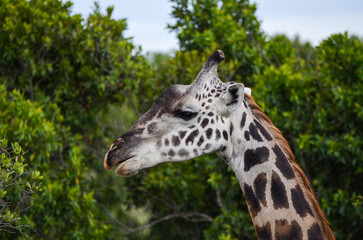 Giraffe among tree branches, Masai Mara Kenya, Africa