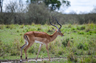 Impala antelope in the savannah, Masai Mara, Kenya, Africa
