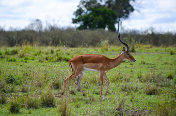 Impala antelope in the savannah, Masai Mara, Kenya, Africa
