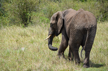 Naklejka na ściany i meble Walking elephant seen from behind, Masai Mara, Kenya, Africa