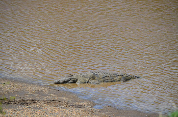 Crocodile on the river bank, Masai Mara, Kenya, Africa