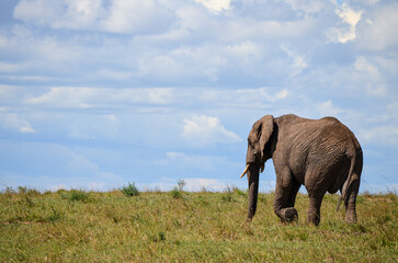 Walking elephant seen from behind, Masai Mara, Kenya, Africa