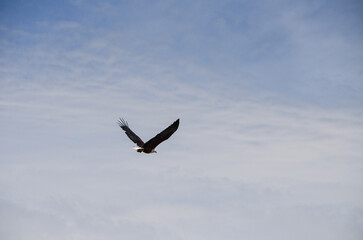 African fish eagle flying against the background of blue sky