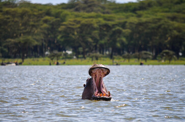 Angry hippo with open mouth, Naivasha, Kenya, Africa