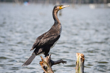 Cormorant perched on a dry branch on the lake