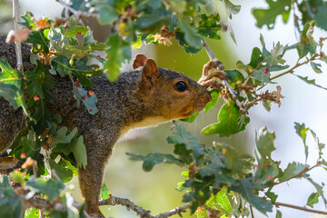 western gray squirrel (Sciurus griseus) - 482494839