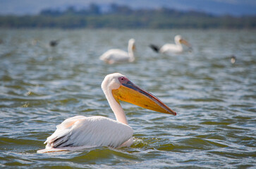 Fototapeta na wymiar Pelican swimming on the lake